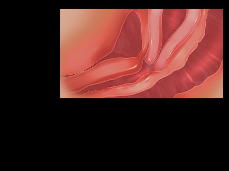 Paraphilia ~Pet Shigan~ page 8 full