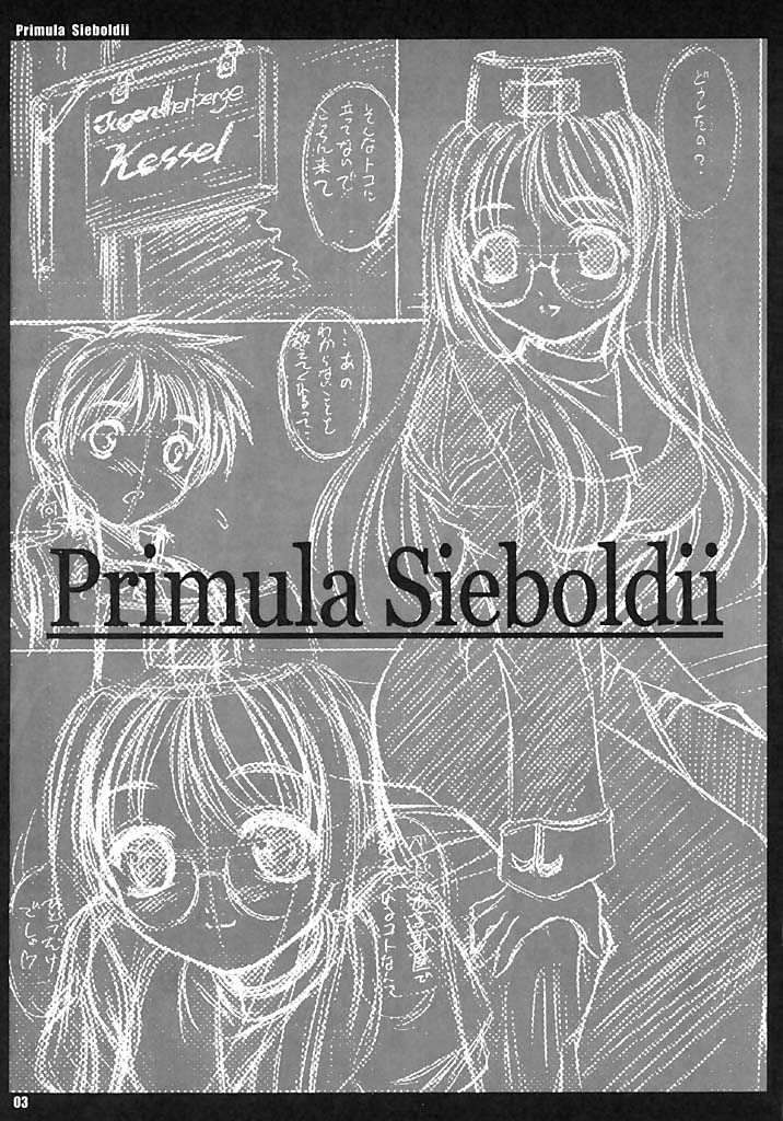 Primula Sieboldii page 2 full