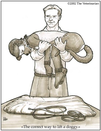 The Veterinarian Petplay cover