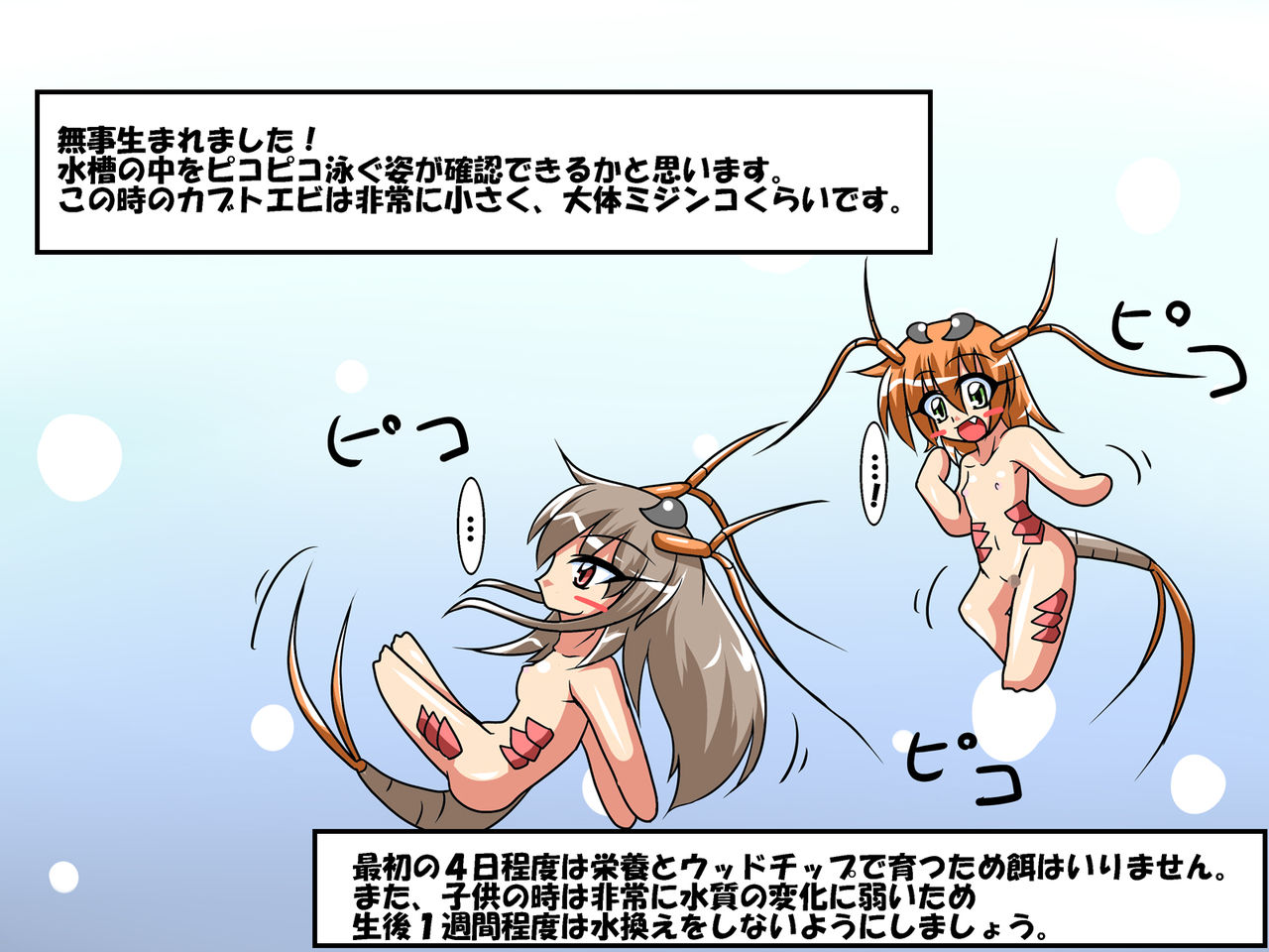 Kabutoebi Shiiku Nikki ～Tamago kara Botebara Sanran made～ page 8 full