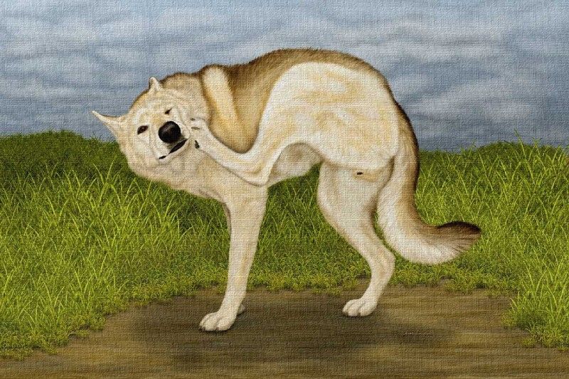 Furry Anatomically Correct page 6 full