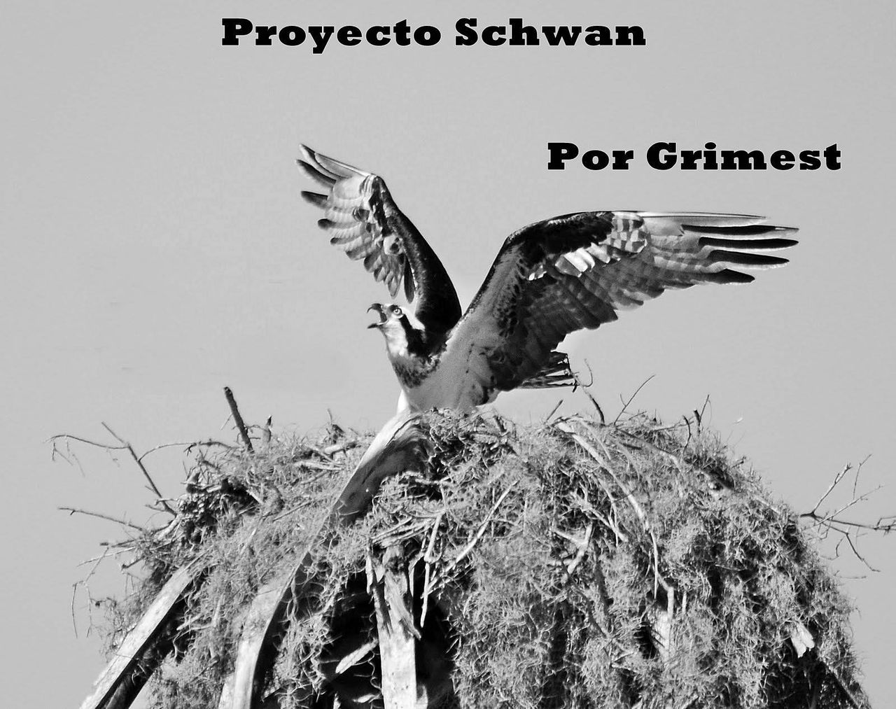 Proyecto Schwan  Capitulo 5: El Nido Destruido page 1 full