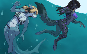 Shark Pool cover