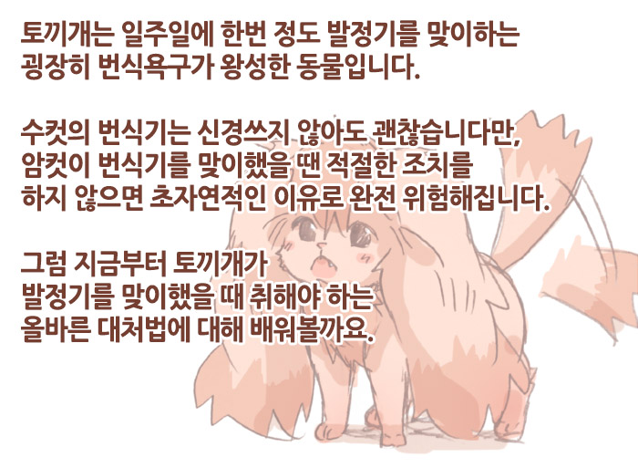 Hatsujouki no usagiinu ☆Tadashii taishohou☆ | 발정기인 토끼개한테 올바르게 대처하는 방법 page 2 full